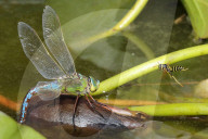 FEATURE - Eine blalugrüne Mosaikjungfer Libelle posiert für den Fotografen