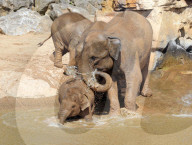 FEATURE - Elefanten Bad im Chester Zoo