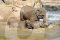 FEATURE - Elefanten Bad im Chester Zoo