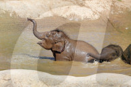 FEATURE - Elefanten Bad im Chester Zoo