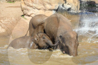 FEATURE - Elefanten Bad im Chester Zoo