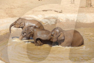 FEATURE - Elefanten Bad im Chester Zoo