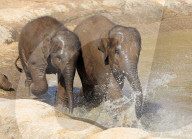 FEATURE - Elefanten Bad im Chester Zoo