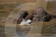 FEATURE - Elefanten Bad im Chester Zoo