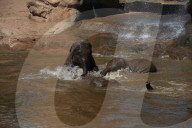 FEATURE - Elefanten Bad im Chester Zoo