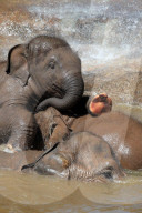 FEATURE - Elefanten Bad im Chester Zoo