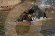 FEATURE - Elefanten Bad im Chester Zoo