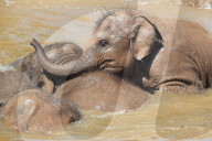 FEATURE - Elefanten Bad im Chester Zoo