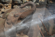 FEATURE - Elefanten Bad im Chester Zoo