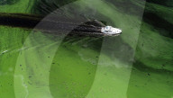 FEATURE - Pix of the Day: Bilder des Tages