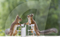FEATURE - Eichhörnchen die Tennis spielen