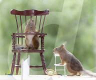 FEATURE - Eichhörnchen die Tennis spielen