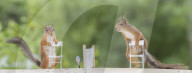 FEATURE - Eichhörnchen die Tennis spielen