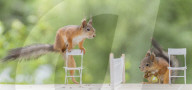FEATURE - Eichhörnchen die Tennis spielen