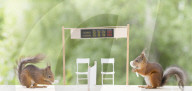 FEATURE - Eichhörnchen die Tennis spielen