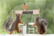 FEATURE - Eichhörnchen die Tennis spielen