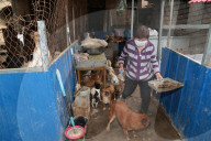 FEATURE - Crazy Dog Lady: Chinesin versorgt 400 Strassenhunde in ihrem Haus