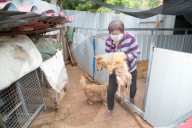 FEATURE - Crazy Dog Lady: Chinesin versorgt 400 Strassenhunde in ihrem Haus