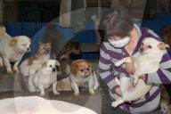 FEATURE - Crazy Dog Lady: Chinesin versorgt 400 Strassenhunde in ihrem Haus