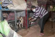FEATURE - Crazy Dog Lady: Chinesin versorgt 400 Strassenhunde in ihrem Haus