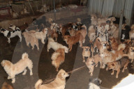 FEATURE - Crazy Dog Lady: Chinesin versorgt 400 Strassenhunde in ihrem Haus