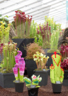 FEATURE - Farben- und Blütenpracht an der Hampton Court Palace Flower Show in London