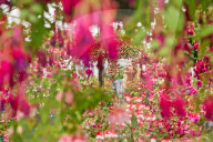 FEATURE - Farben- und Blütenpracht an der Hampton Court Palace Flower Show in London