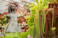 FEATURE - Farben- und Blütenpracht an der Hampton Court Palace Flower Show in London