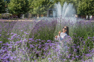 FEATURE - Farben- und Blütenpracht an der Hampton Court Palace Flower Show in London