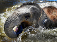 FEATURE - Best of: Bilder des Tages