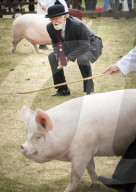 FEATURE - Impressionen von der Great Yorkshire Landwirtschafts-Show