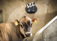 FEATURE - Impressionen von der Great Yorkshire Landwirtschafts-Show