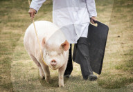 FEATURE - Impressionen von der Great Yorkshire Landwirtschafts-Show