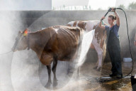 FEATURE - Impressionen von der Great Yorkshire Landwirtschafts-Show
