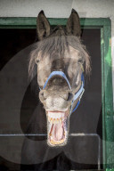 FEATURE - Impressionen von der Great Yorkshire Landwirtschafts-Show