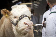 FEATURE - Impressionen von der Great Yorkshire Landwirtschafts-Show