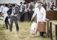 FEATURE - Impressionen von der Great Yorkshire Landwirtschafts-Show