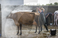 FEATURE - Impressionen von der Great Yorkshire Landwirtschafts-Show