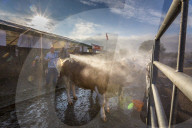 FEATURE - Impressionen von der Great Yorkshire Landwirtschafts-Show