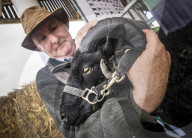 FEATURE - Impressionen von der Great Yorkshire Landwirtschafts-Show