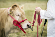 FEATURE - Impressionen von der Great Yorkshire Landwirtschafts-Show