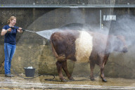 FEATURE - Impressionen von der Great Yorkshire Landwirtschafts-Show