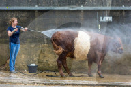 FEATURE - Impressionen von der Great Yorkshire Landwirtschafts-Show