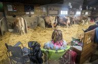 FEATURE - Impressionen von der Great Yorkshire Landwirtschafts-Show