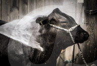 FEATURE - Impressionen von der Great Yorkshire Landwirtschafts-Show