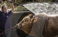 FEATURE - Impressionen von der Great Yorkshire Landwirtschafts-Show