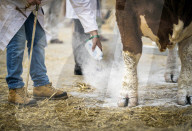 FEATURE - Impressionen von der Great Yorkshire Landwirtschafts-Show