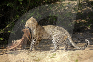 FEATURE - Alltag im Leben eines Leoparden