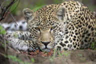 FEATURE - Alltag im Leben eines Leoparden