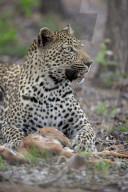 FEATURE - Alltag im Leben eines Leoparden